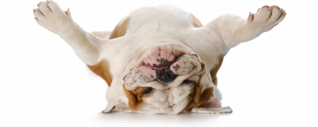 Dog Perfumes